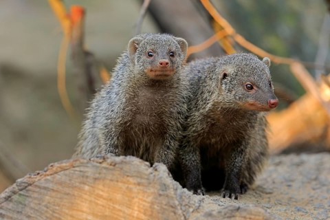 Dwarf mongoose