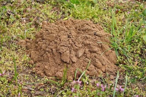 Mole mound in a meadow