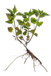 Stinging nettle