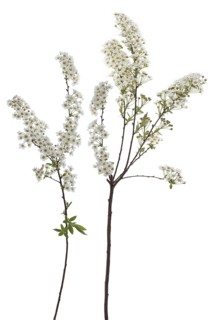 Flowering twigs of bridal spirea