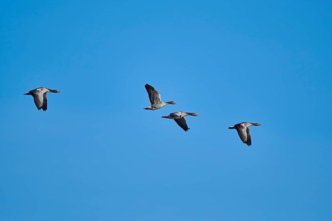 Flying Greylag geese