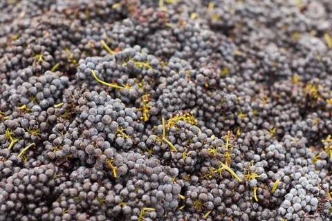 Harvested ripened wine grapes in crates