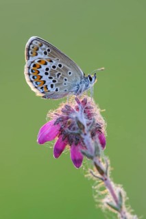 Agriades optilete