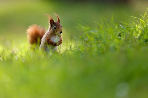 Squirrel