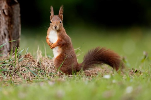 Squirrel