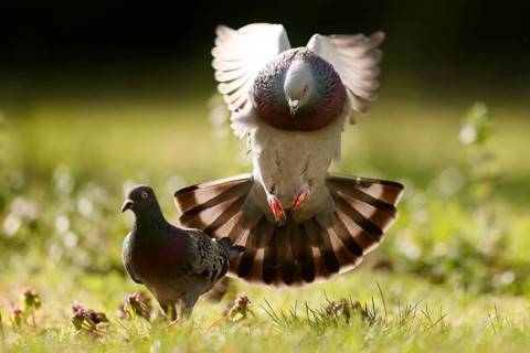 City doves