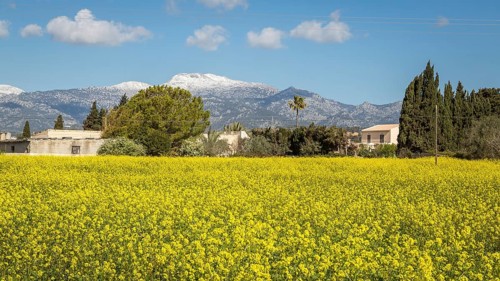 Rape field in bloom in the Majorcan hinterland
