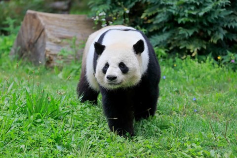 Giant Panda