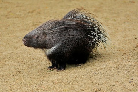 Indian white-tailed porcupine