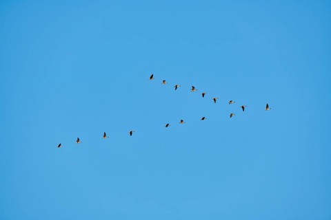 Greylag goose