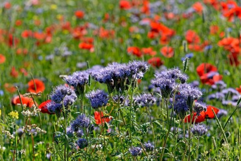 Lacy Phacelia