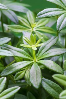 Woodruff