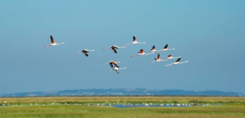 Greater flamingos