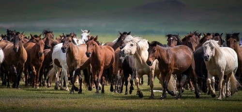 Domestic Horses