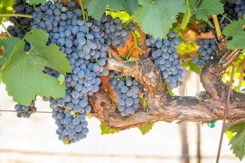 Grapes