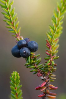 Crowberry