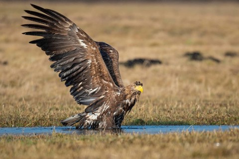 Bathing White-tailed eagle
