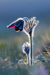 Meadow pasque flower