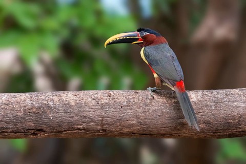 Chestnut-eared aracari