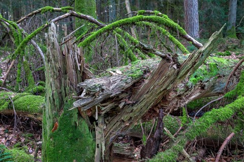 Spruce forest
