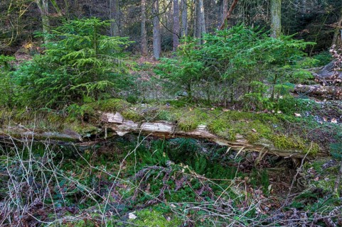 Spruce forest