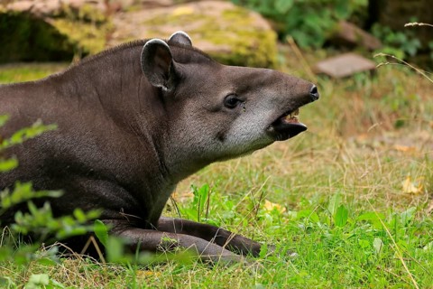 Lowland tapir