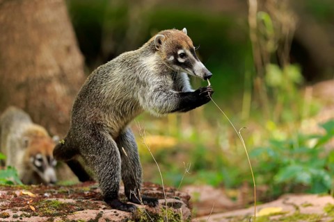 White-trunked coati