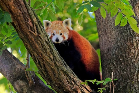 Western lesser panda