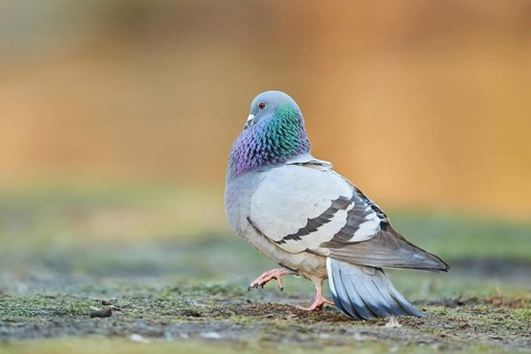 Pigeon