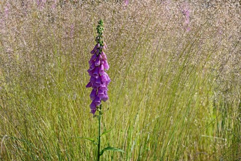 Common foxglove