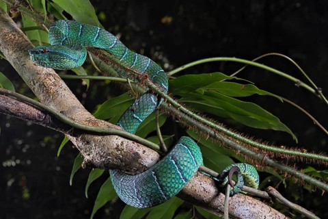 North Philippine Temple Pit Viper