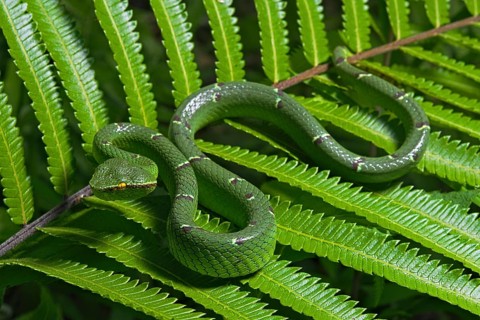North Philippine Temple Pit Viper