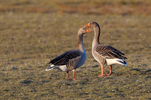 Greylag Geese