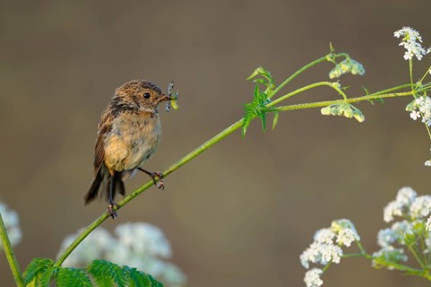 Stonechat