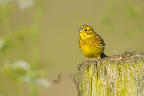 Yellowhammer