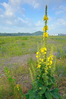 Large-flowered mullein