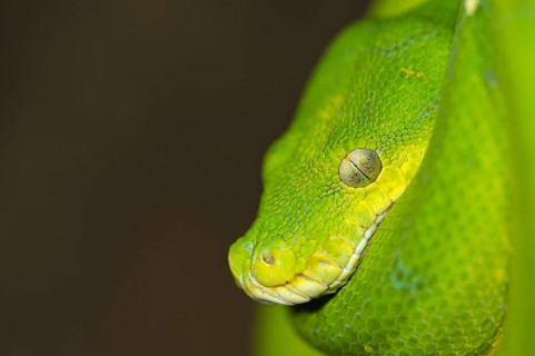 Green Tree Pythons