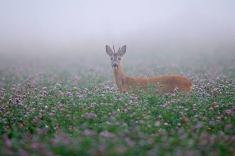 Roe deer