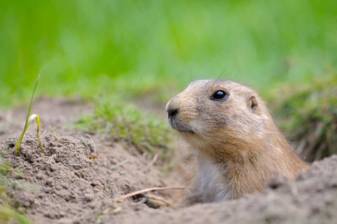 Black-tailed Prairie Dog