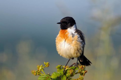 Stonechat