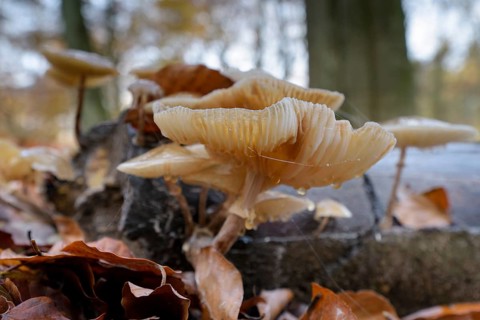 Beech slime