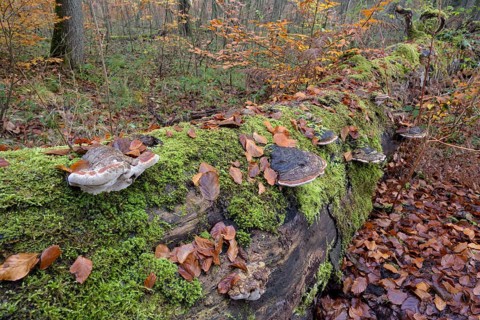 Tree fungi on a dead beech trunk
