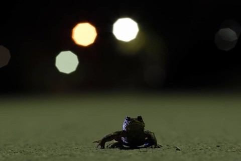 Common toad