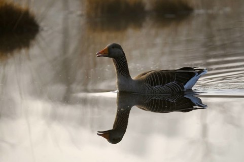Greylag goose