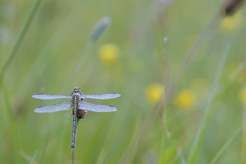 Western damselfly
