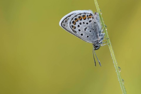 Argus blue butterfly