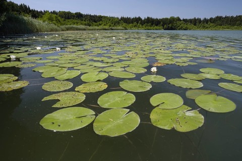 Hartsee