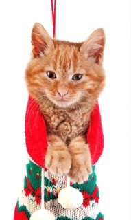Red tabby domestic cat