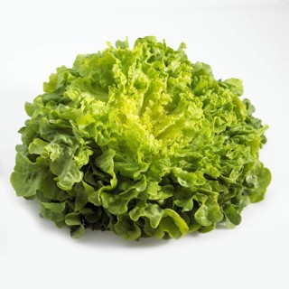 FRENCH SALAD FOR CORN OF CERF
