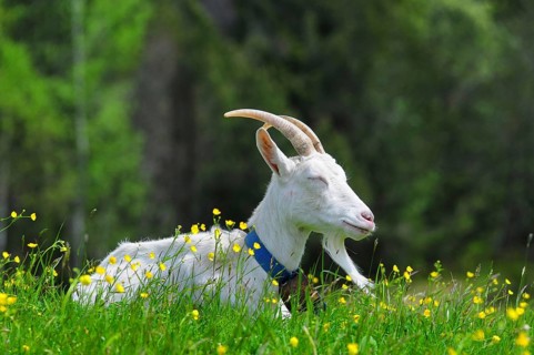 Goat